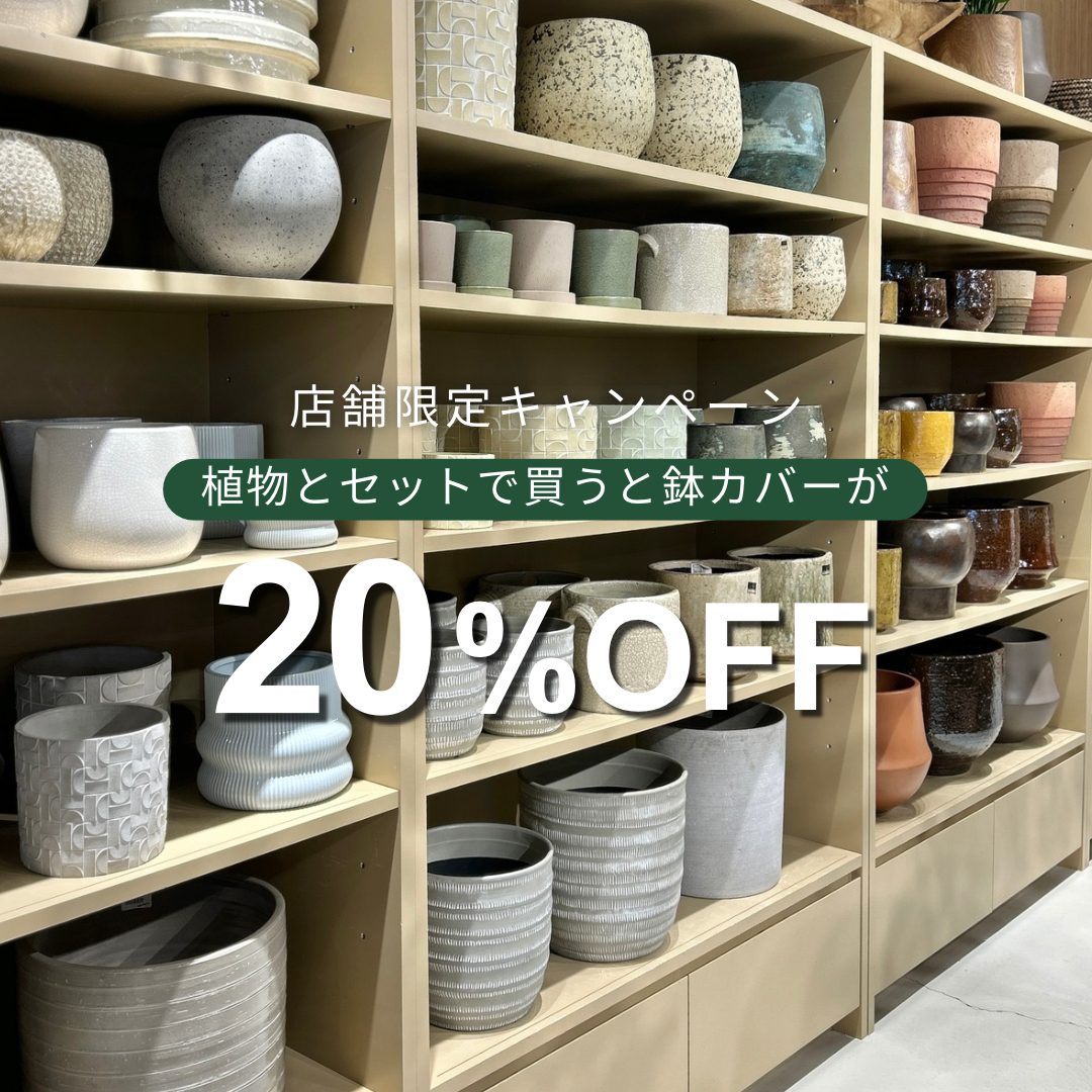 🪴店舗限定キャンペーン｜鉢カバー20%OFF - upstairs outdoor living